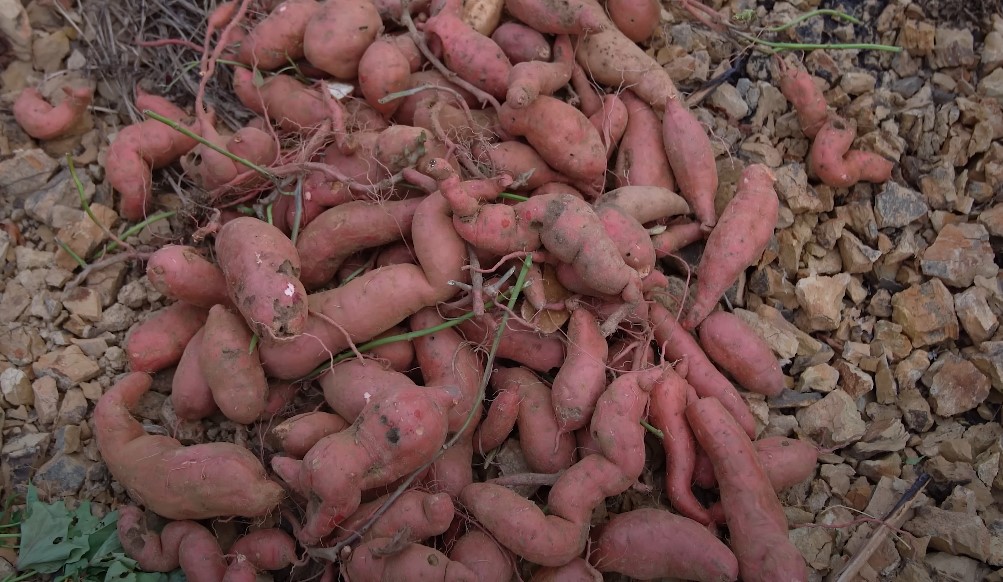 Sweet potato storage lifespan